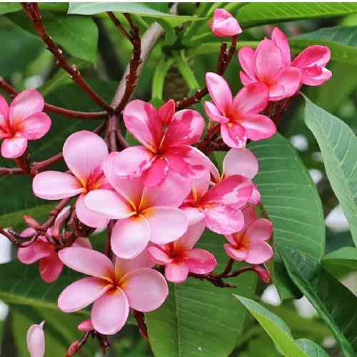 جواد بیات بیا و باز غبار این غمامو بردار